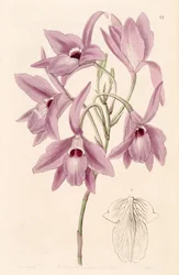 Laelia rubescens (als syn. Laelia peduncularis)